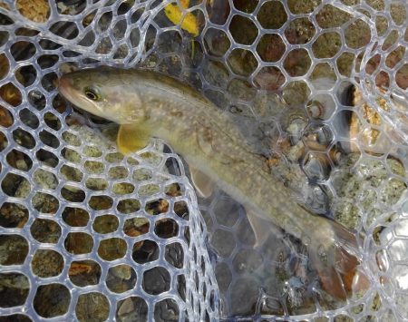 真夏のイワナ釣り